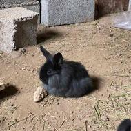 خرگوش لوپ مشکی