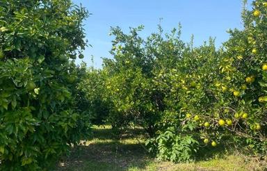 فروش و تهاتر باغ تامسون 2/000 متری