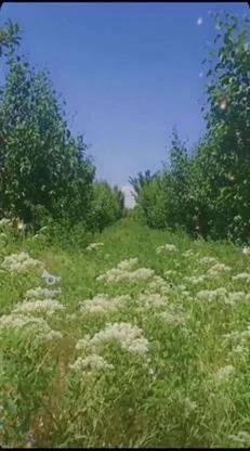باغ انگوری و سر درختی 20 من در خانقاه مراغه2520متر در گروه خرید و فروش املاک در آذربایجان شرقی در شیپور-عکس1