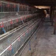 لوازم مرغداری مرغ تخمگذار بومی گلپایگان و صنعتی تخم مرغ