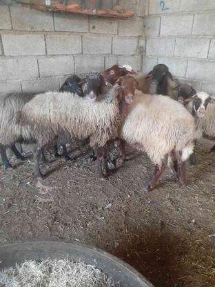 گوسفند بره مش شما خریدارم در گروه خرید و فروش ورزش فرهنگ فراغت در مازندران در شیپور-عکس1