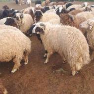 گوسفند بره نر پروار صادراتی