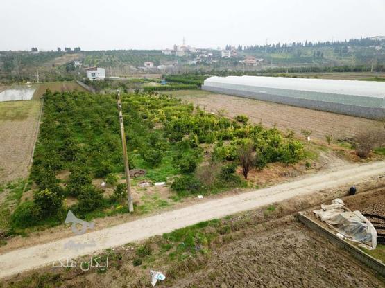 فروش 2000 متر باغ در کنار اب برق گاز در گروه خرید و فروش املاک در مازندران در شیپور-عکس1