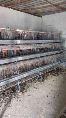 تجهیزات مرغداری گوشتی و تخمگذار در گروه خرید و فروش صنعتی، اداری و تجاری در خوزستان در شیپور-عکس1