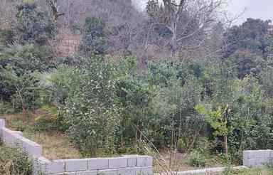 فروش زمین مسکونی 319 متر در سفید تمشک