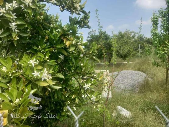 200 متر باغچه ای دارای برق و چاه اب کارتیج کلا کیاکلا در گروه خرید و فروش املاک در مازندران در شیپور-عکس1