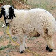 ذبح گوسفند درتمامی نقاط شیراز حتی درتعطیلات سال نو