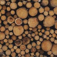 فروش 15تن چوب چنار صنعتی و ضایعات