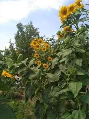 فروش باغ کشاورزی 756 متر در مراغه : جاده خانقاه در گروه خرید و فروش املاک در آذربایجان شرقی در شیپور-عکس1