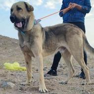 سگ گمشده عراقی