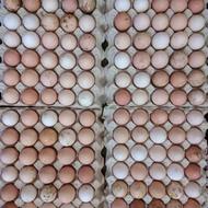 تخم مرغ نطفه دار مرغ نژاد گلپایگان40عدد در روز