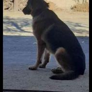 گمشده سگ ژرمن شپرد نر با مژدگانی بالا برای یابنده