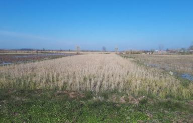 1536 متر مزرعه برنج( مکانیزه) در یوسفده لا