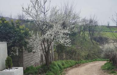 فروش اقساطی باغچه 200 متری در تنگه لته روستای (سانخیل)