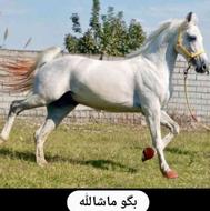 اسب خالص عرب ایران