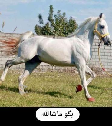اسب خالص عرب ایران در گروه خرید و فروش ورزش فرهنگ فراغت در مازندران در شیپور-عکس1