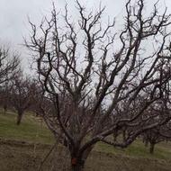 هرس درختان سیب بصورت گروهی وکنترات