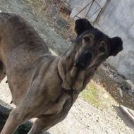 سگ دزدیده شده در مریوان.مژدگانی خوب برای یابنده