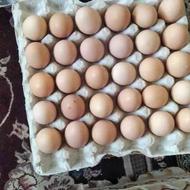 تخم مرغ محلی و ارگانیک
