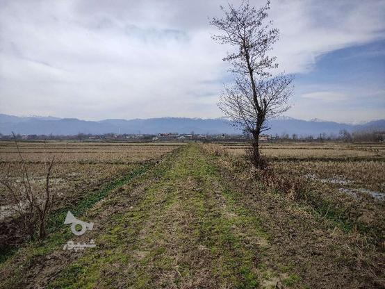 معاوضه یا فروش مزرعه تسطیح شده 1200 متر در گروه خرید و فروش املاک در گیلان در شیپور-عکس1