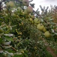 باغ ده ساله سیب گیلاس در مجن