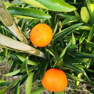 فروش انواع نهال پرتقال، نارنگی و لیمو