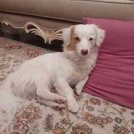 سگ اشپیتز 2 سال و نیم واگذاری