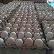 تخم مرغ محلی تازه