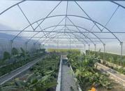 500 متر سازه گلخانه