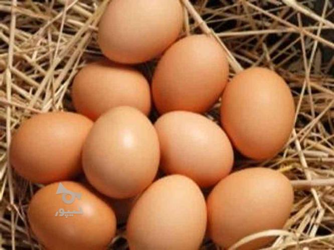 فروش تخم مرغ محلی بصورت کلی. موقعیت گناباد