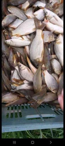 فروش بچه ماهی کپور