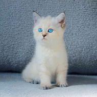 بچه گربه بریتیش شورت هیر چشم آبی