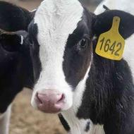 گوساله نر هلشتاین صنعتی قطع شیر دامپروری صنعتی خلوص صد در صد