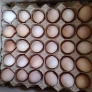 تخم مرغ محلی ارگانیک، نطفه دار برای جوجه کشی ،