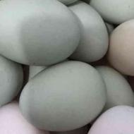 تخم اردک وحشی(اخضیری)