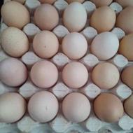 فروش تخم مرغ های محلی
