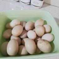 فروش تخم نطفه دار اردک روسی