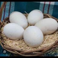 پذیرش تخم نطفه دار انواع پرندگان دستگاه جوجه کشی