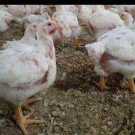 مرغ گوشتی ارگانیک بدون دارو09907754226