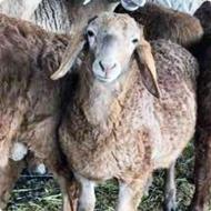 گوسفند با قصاب در محل تمام نقاط شهر