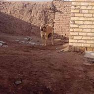 سگ عراقی نرواگذاری