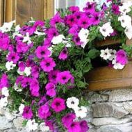 فروش گل و گیاه آپارتمانی و باغچه ای با مناسب ترین قیمت