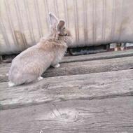 خرگوش لپ هلندی اصل، نر و ماده