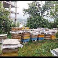 فروش کلنی زنبور عسل
