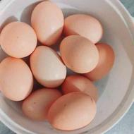10عدد تخم لاری اصل نصل دار