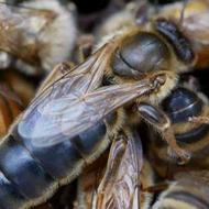 زنبور المانی کارنیکا بهترین نژاد برای نگهداری
