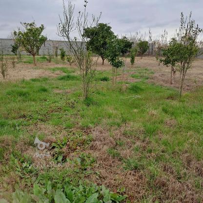 فروش باغ 900 متر در ترک محله بابل در گروه خرید و فروش املاک در مازندران در شیپور-عکس1