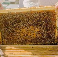 عسل طبیعی اطلس