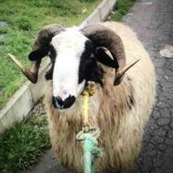 گوسفند نر 2 ساله