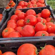 گوجه صادراتی بندر عباس